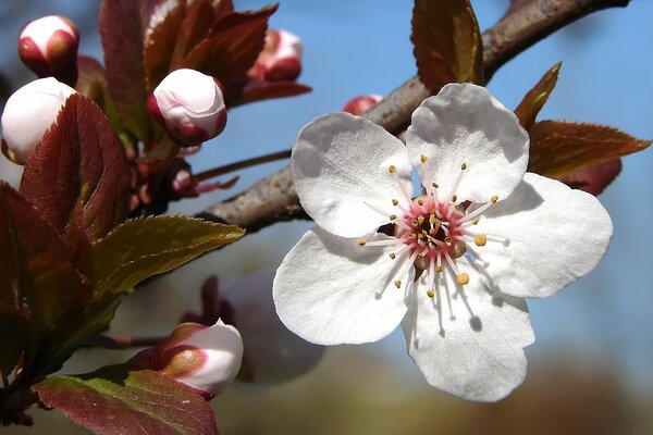 زهر التفاح. الربيع. زهور بيضاء