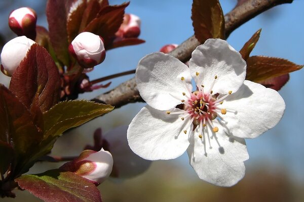 Apple blossom. Spring. White flowers