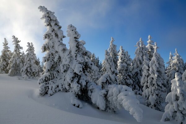 Landschaft mit schneebedeckten Tannen