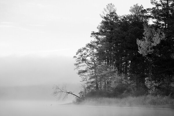 Bäume im Winternebel am frühen Morgen