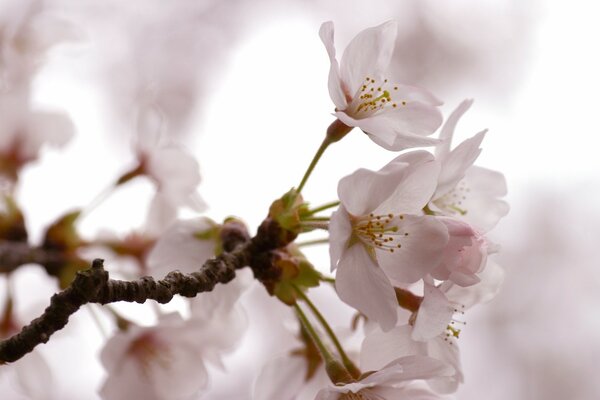 Branche de cerises fraîches bouchent