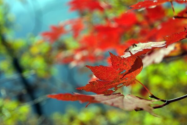 Herbstliches rotes Blatt auf einem Ast