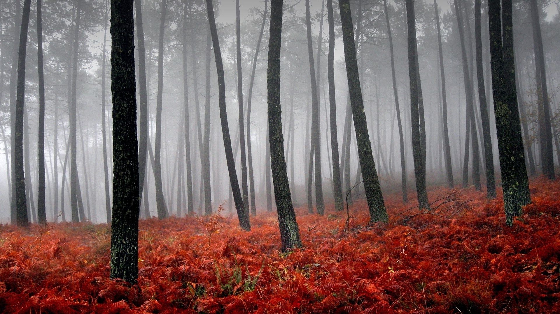 feuilles automne bois feuille nature arbre saison paysage parc à l extérieur flore environnement beau temps aube brouillard pittoresque luxuriante