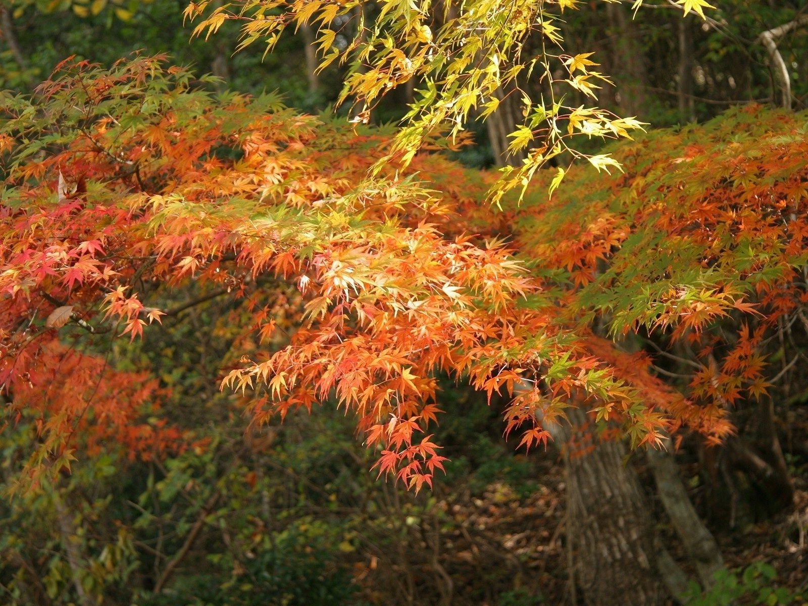 leaves leaf fall maple tree wood nature season park lush outdoors change landscape bright environment color fair weather flora gold scenic