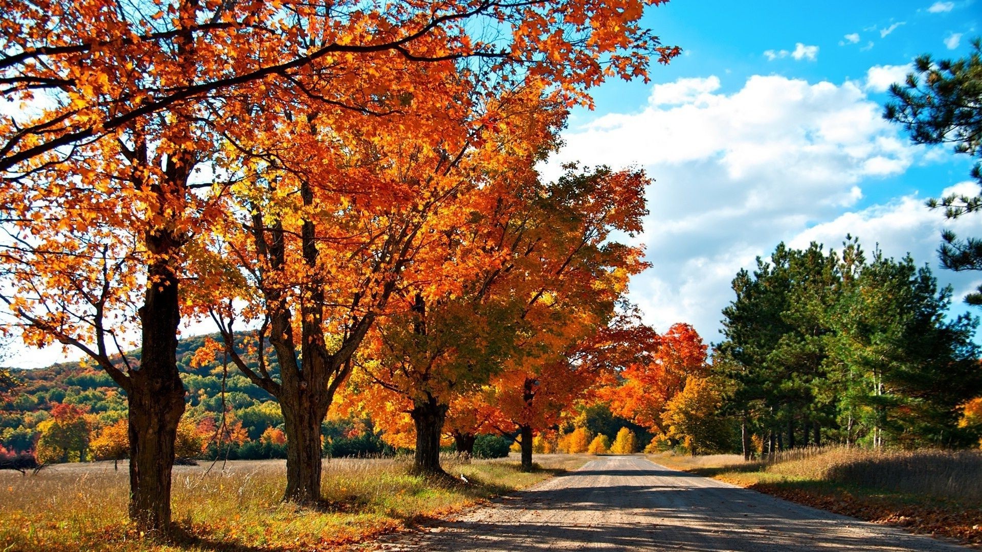 arbres automne arbre feuille paysage parc saison nature scénique érable scène bois paysage rural extérieur beau temps lumineux route campagne manuel