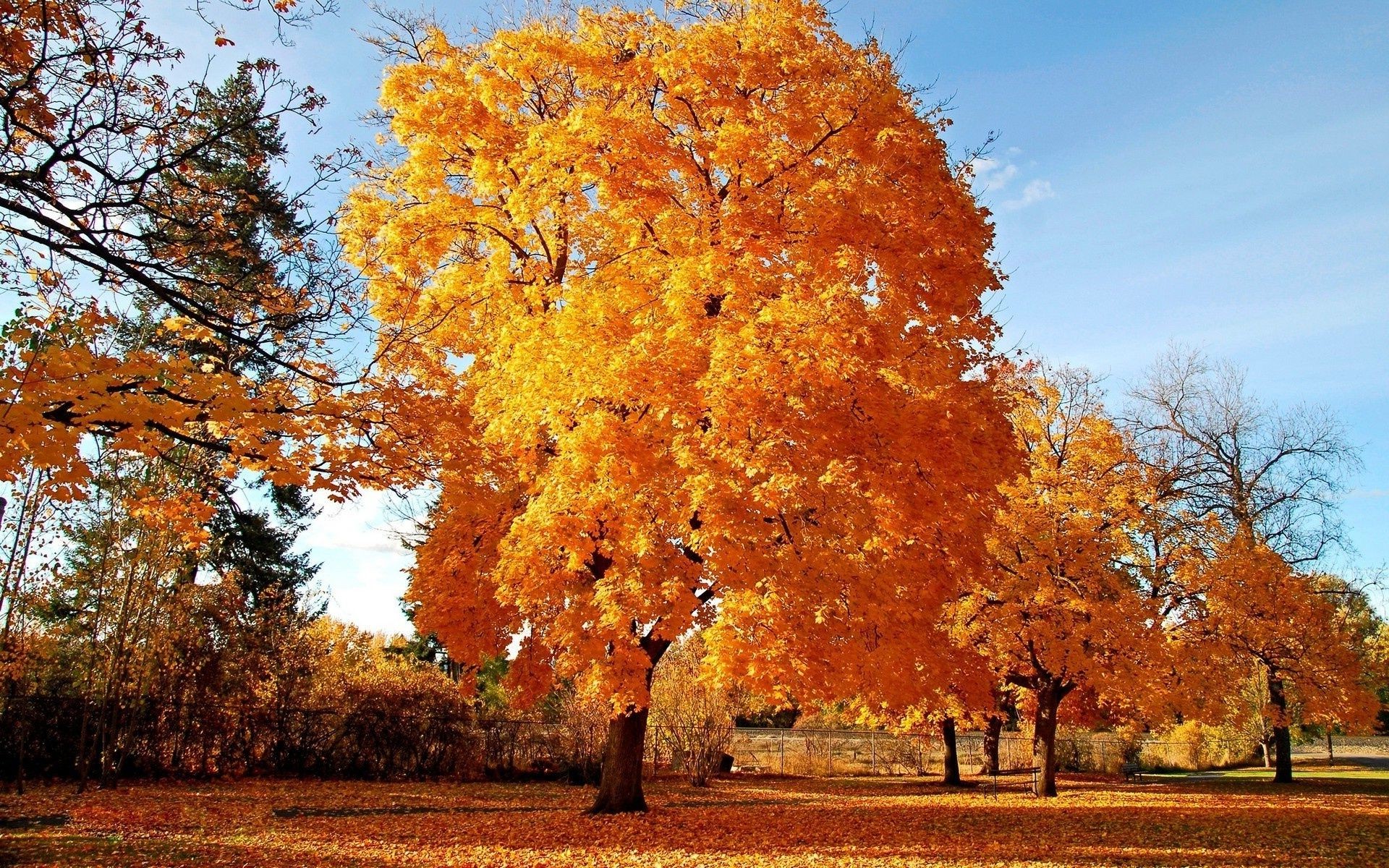 trees fall tree leaf season park landscape wood maple nature branch gold scene bright outdoors scenic fair weather scenery rural color