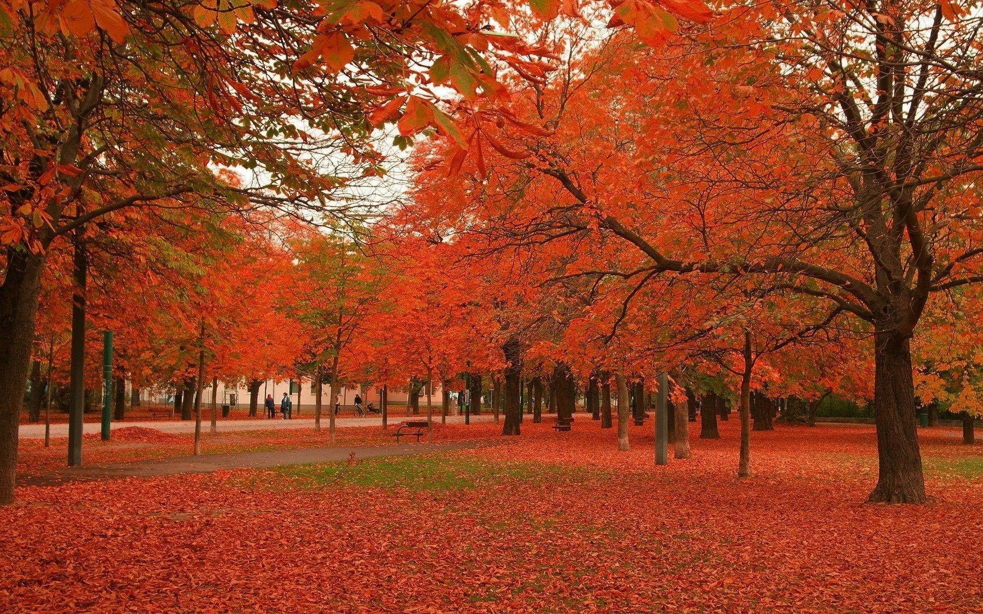 autumn fall tree leaf landscape maple park season scenic nature wood outdoors scenery branch color gold