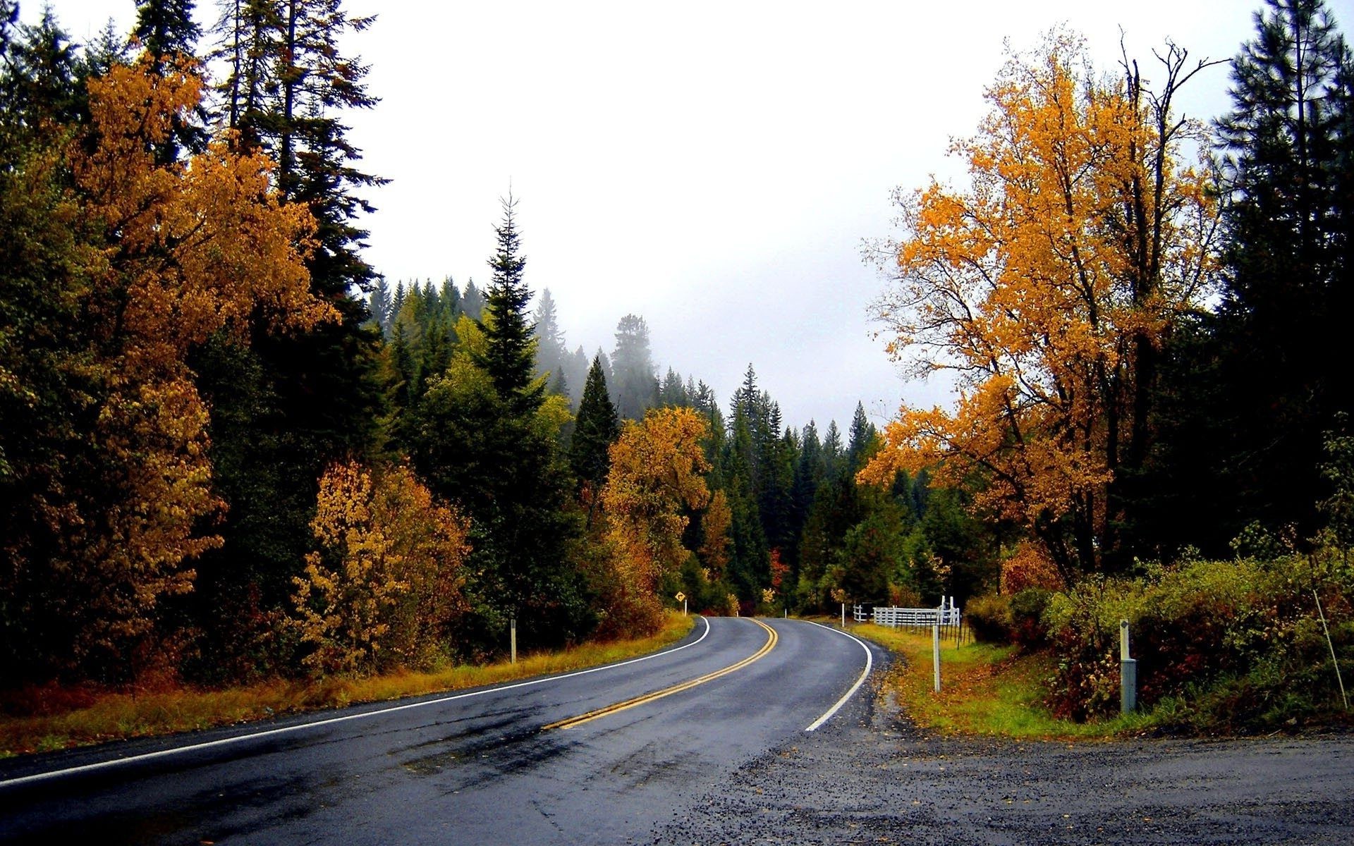 carretera otoño árbol madera hoja paisaje guía naturaleza al aire libre escénico rural campo asfalto parque carril viajes perspectiva carretera