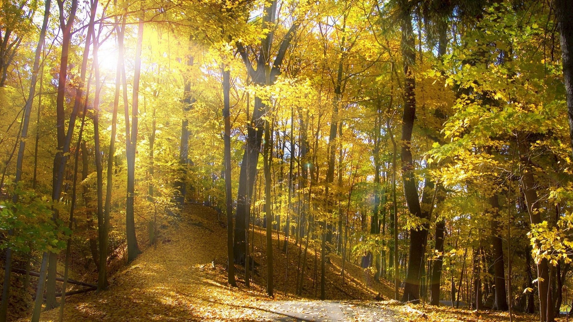 atardecer y amanecer madera otoño hoja árbol paisaje naturaleza parque amanecer guía camino temporada niebla carretera niebla buen tiempo luz escénico rama sol medio ambiente