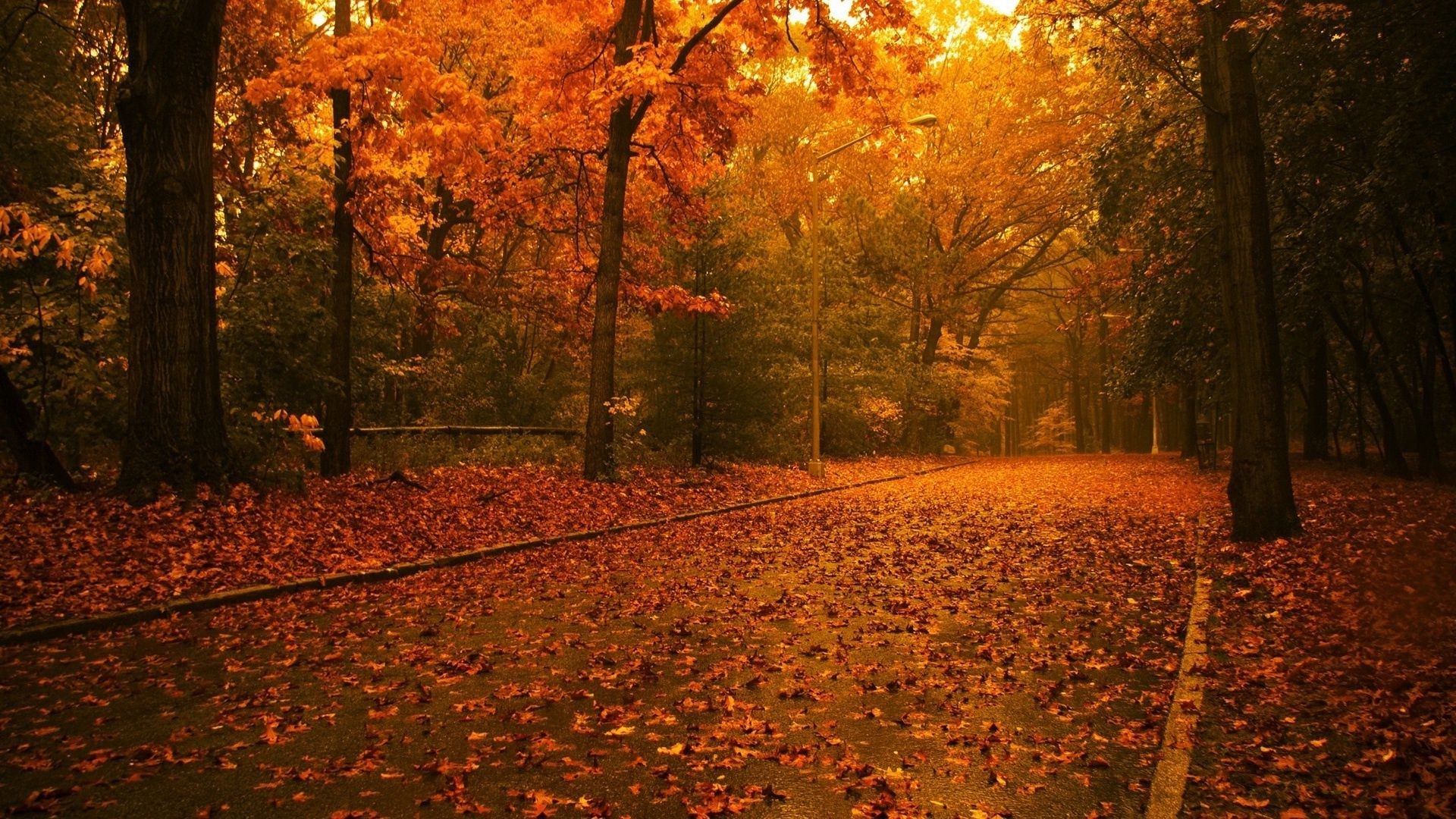 feuilles automne feuille arbre bois érable aube or parc à l extérieur paysage