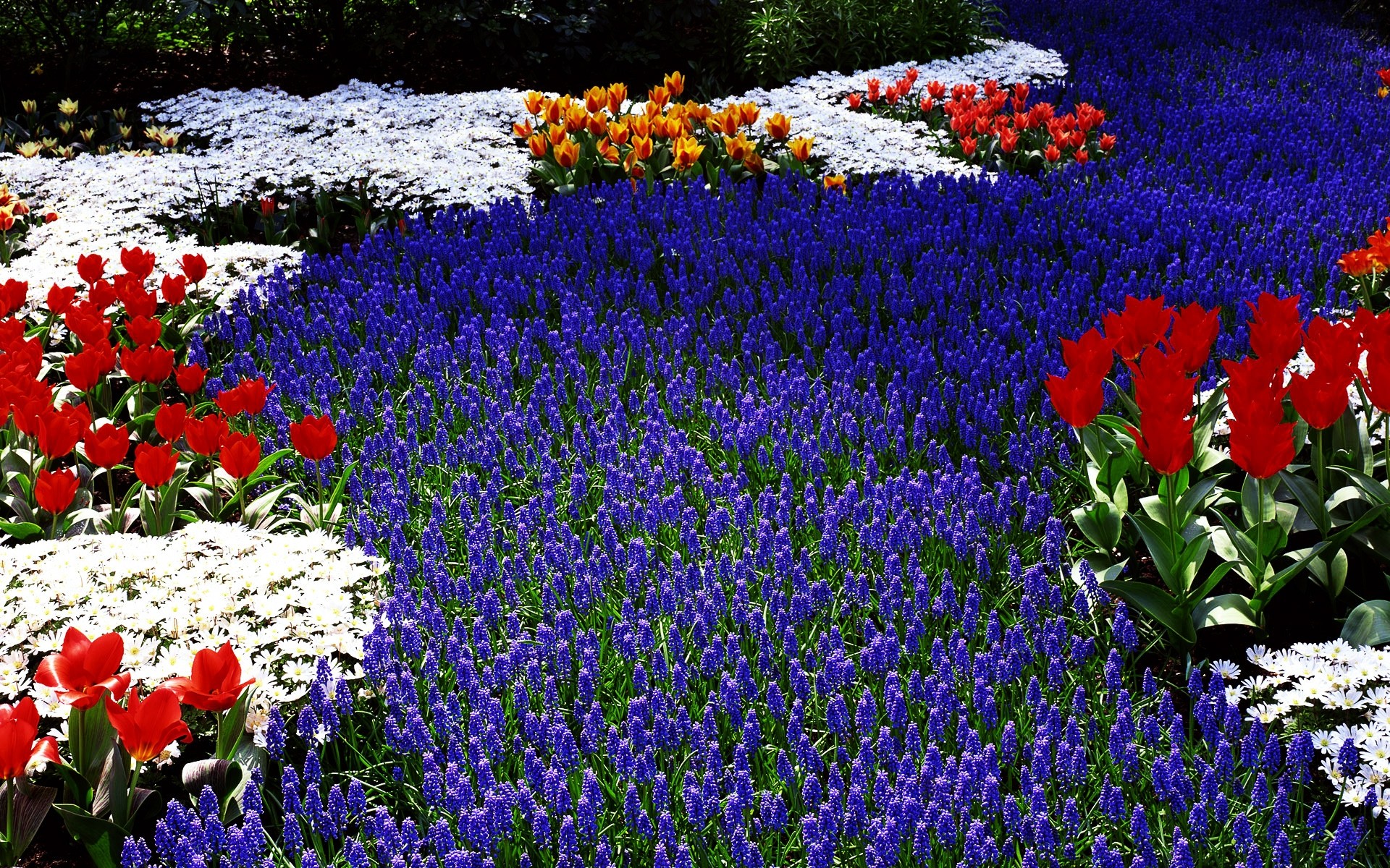 flowers flower garden tulip flora blooming nature floral field outdoors leaf color growth petal season bulb bed hayfield summer springtime red blue white orange plants