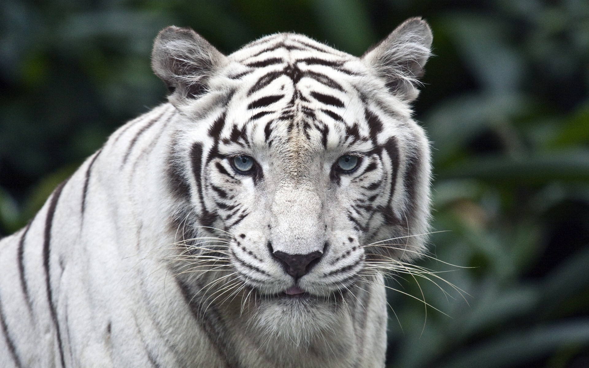 animaux faune mammifère chat animal zoo tigre jungle sauvage prédateur safari grand portrait tête mangeur de viande fourrure nature chasseur tigre blanc