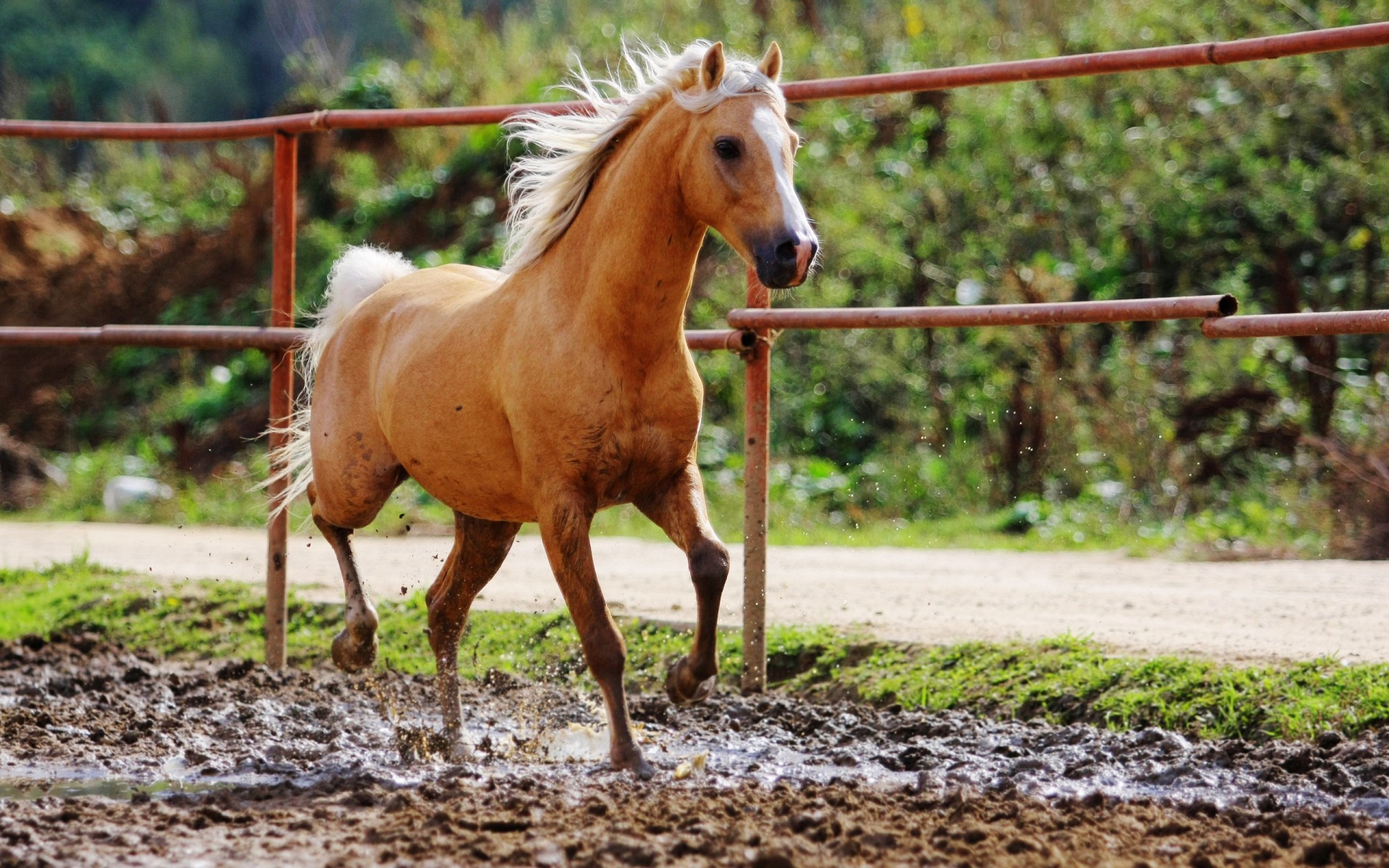 animais fazenda cavalo animal pasto mare agricultura mamífero campo criação de cavalos natureza garanhão grama rural cavalaria mane ao ar livre rápido equestre