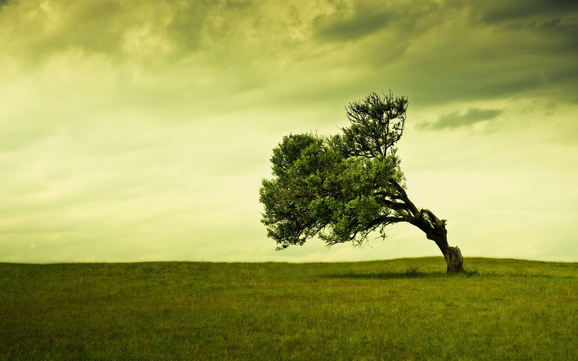 landscapes landscape tree grass nature outdoors dawn fog sky sun sunset countryside green field