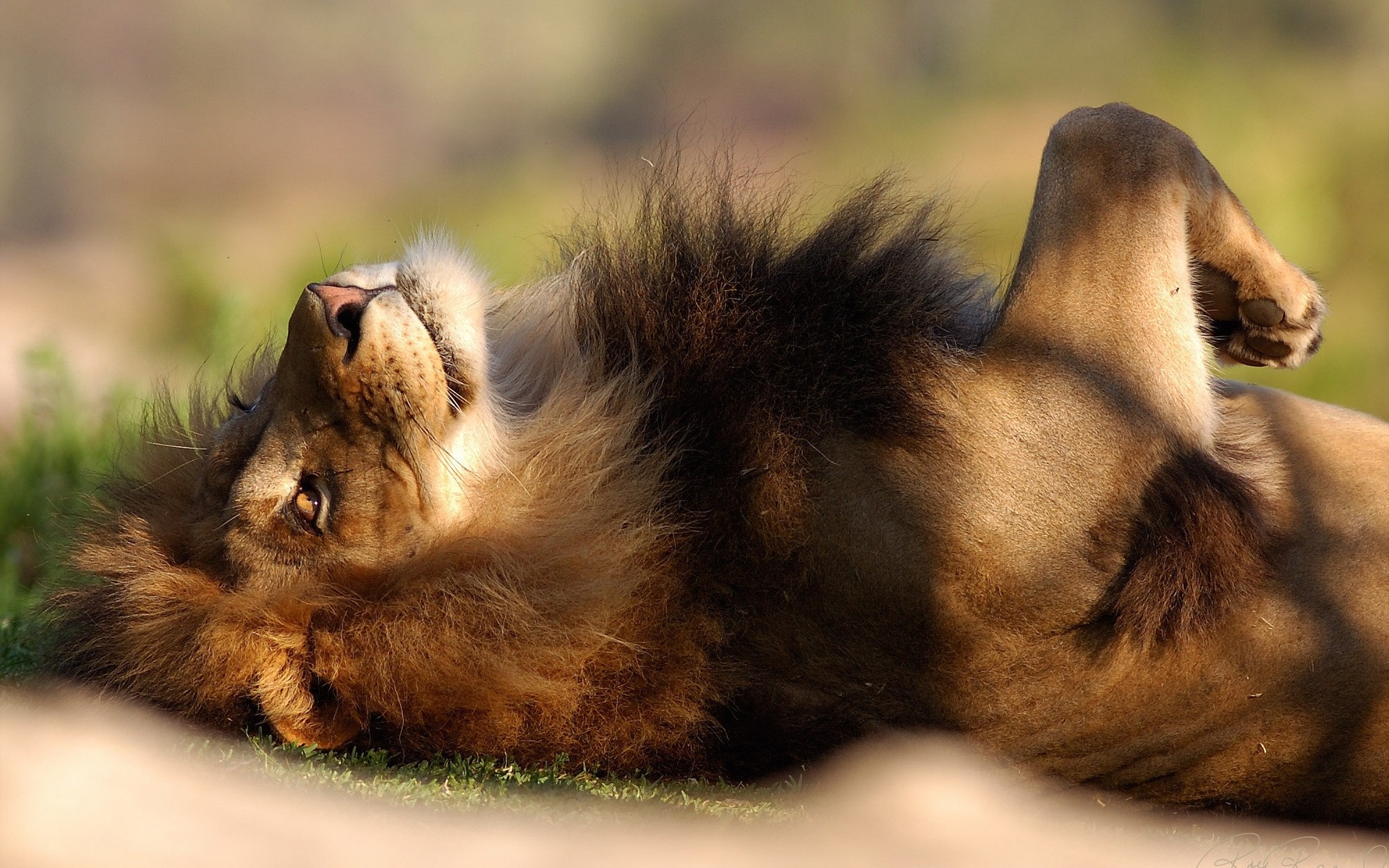 hayvanlar memeli kedi aslan yaban hayatı hayvan köpek doğa hayvanat bahçesi kürk sevimli safari portre vahşi küçük kurt uyku