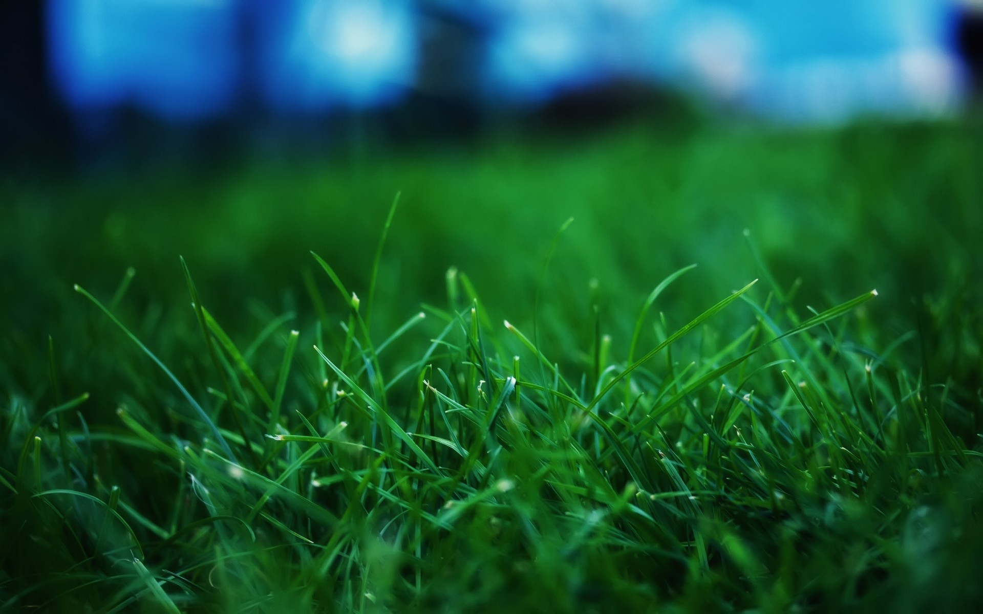 plantas hierba césped heno rocío crecimiento campo jardín flora hoja verano naturaleza exuberante sol lluvia suelo amanecer tierra caída medio ambiente patio paisaje verde planta