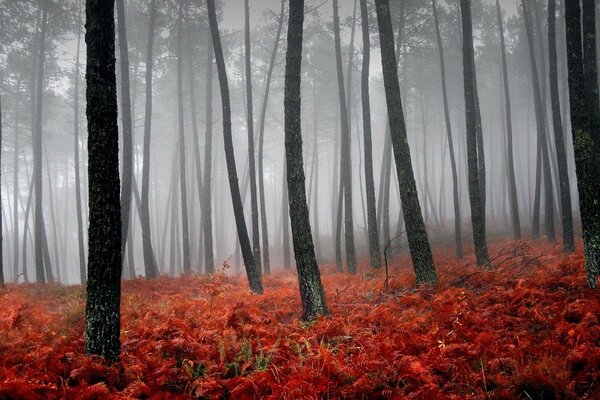 Scharlachrote Blätter fallen von Waldbäumen ab