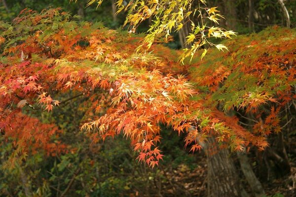 Wald im Herbst. Das ganze Laub ist rot-grün gefärbt