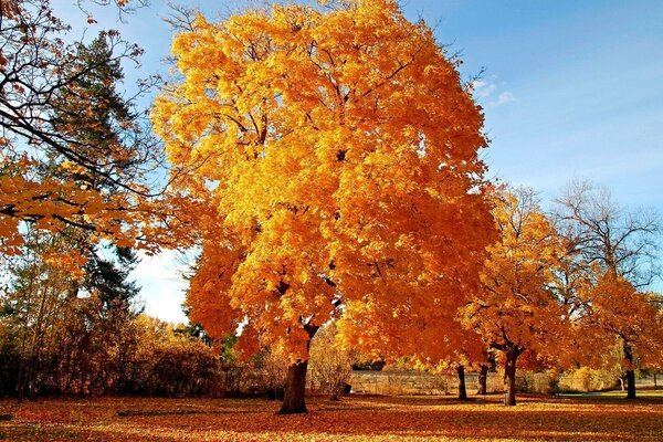 Bellezza autunnale nella carne