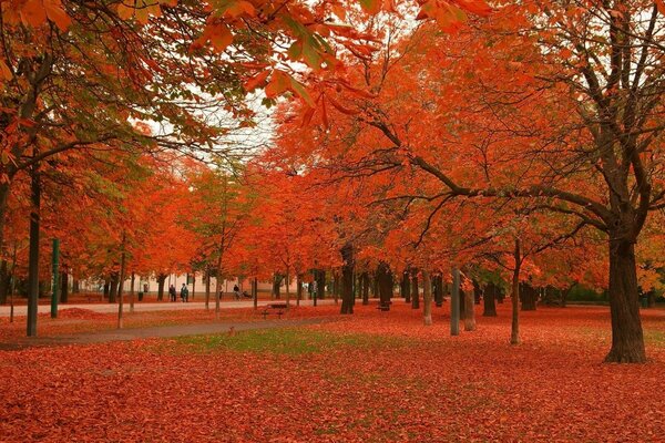 Piękny czerwony jesienny park