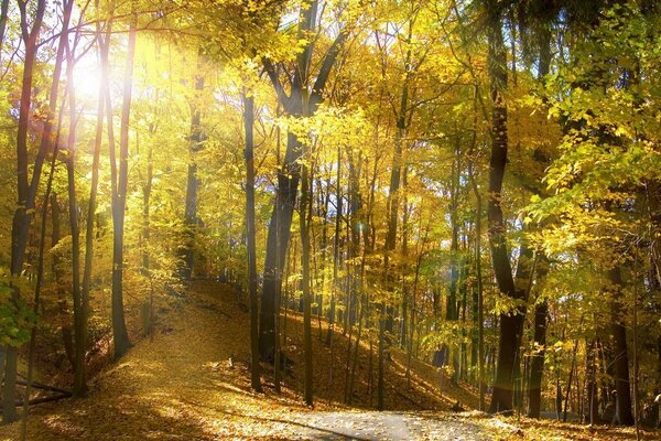 Raggi di sole nella foresta estiva