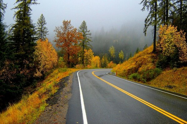 The track in the autumn misty forest