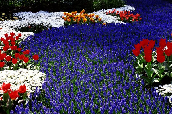 Un campo de tulipanes en su Jardín