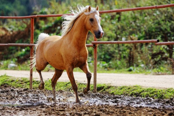 A young stallion in a pen on a farm