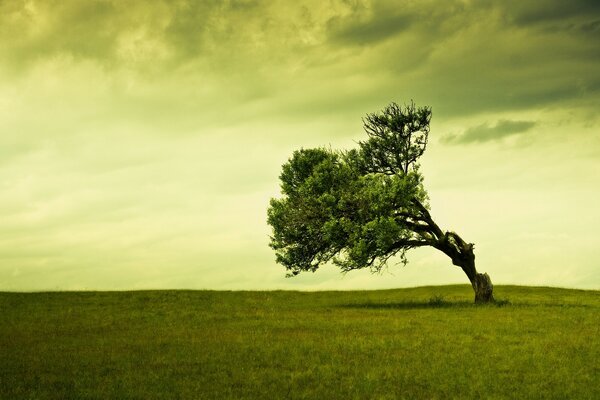 Grüne Landschaft mit gebogenem Baum