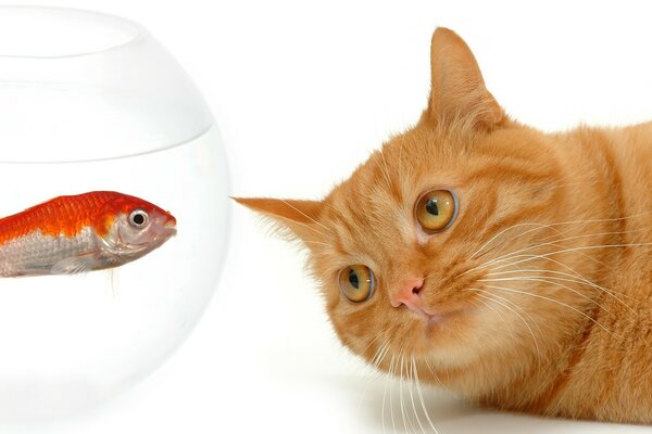 El gato rojo observa a los peces en el acuario