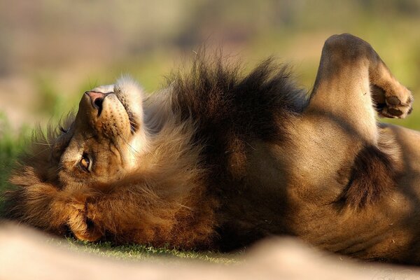 El León es el rey de la vida silvestre