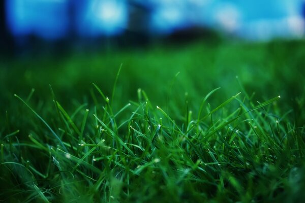 Photos of lawn grass plants