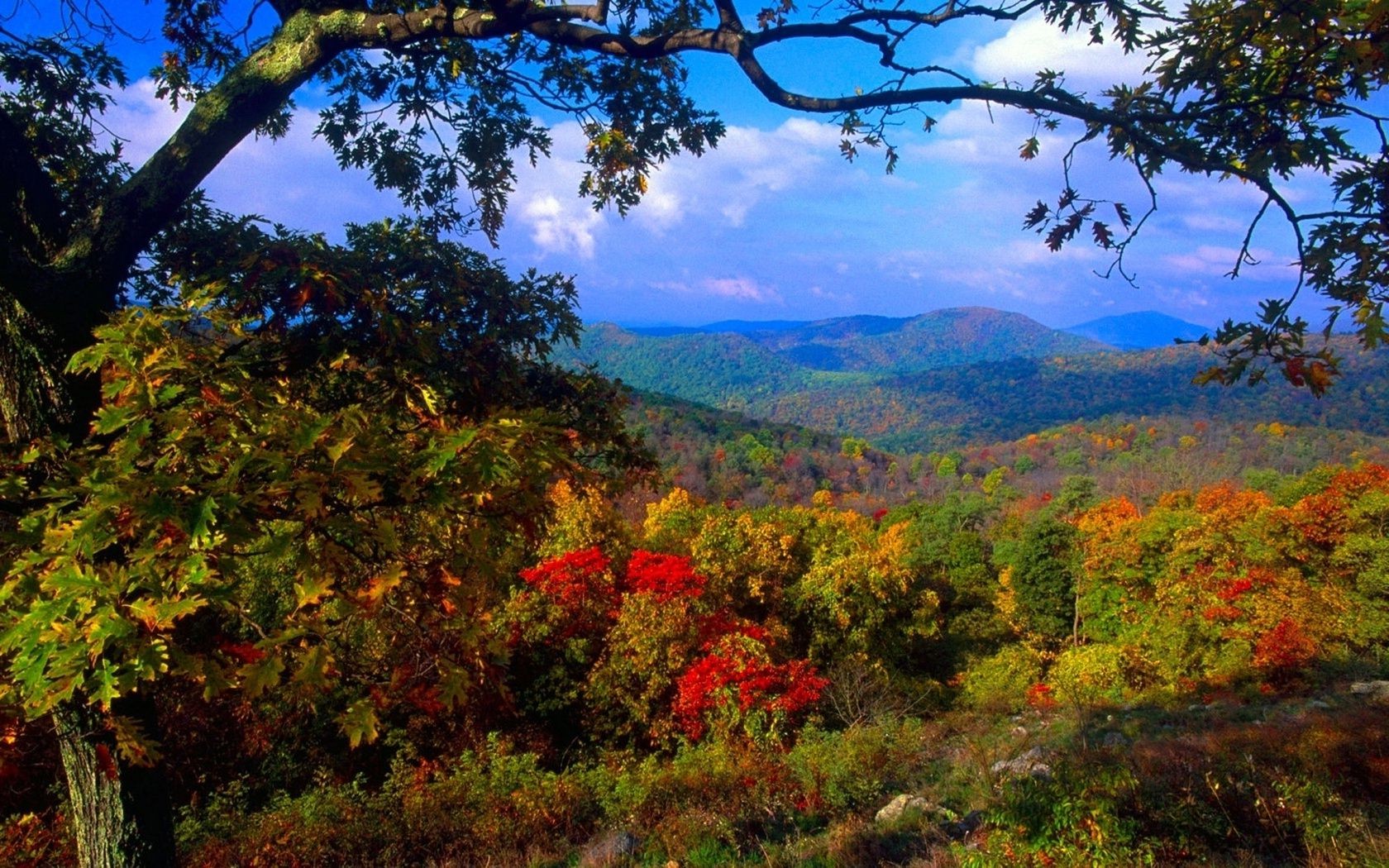 autumn tree fall landscape leaf wood nature outdoors mountain scenic season flora park sky branch travel daylight environment scenery color