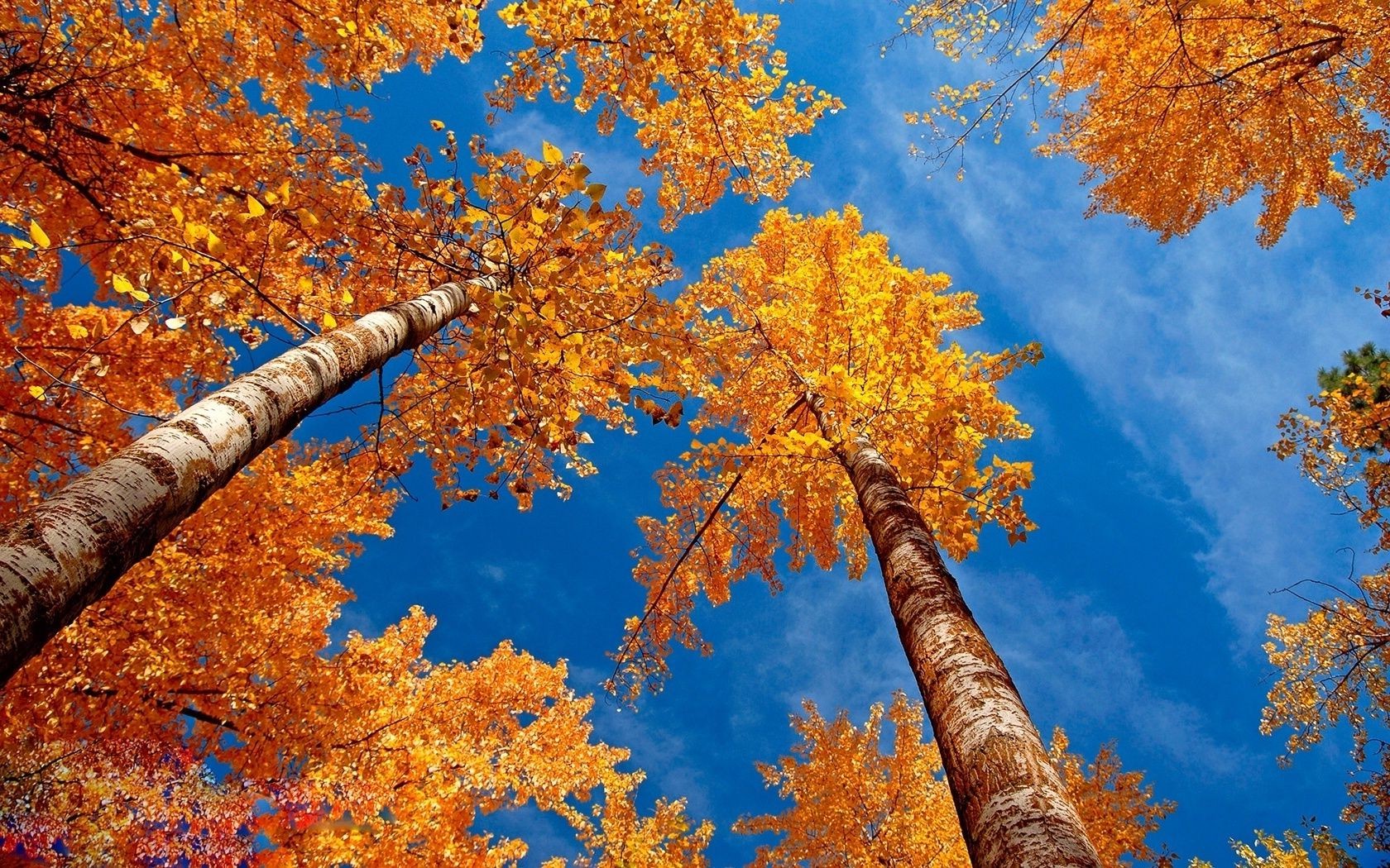 ricerca correlata: alberi autunno foglia di acero albero di legno stagione natura oro ramo cambiamento di colore luminoso parco all aperto