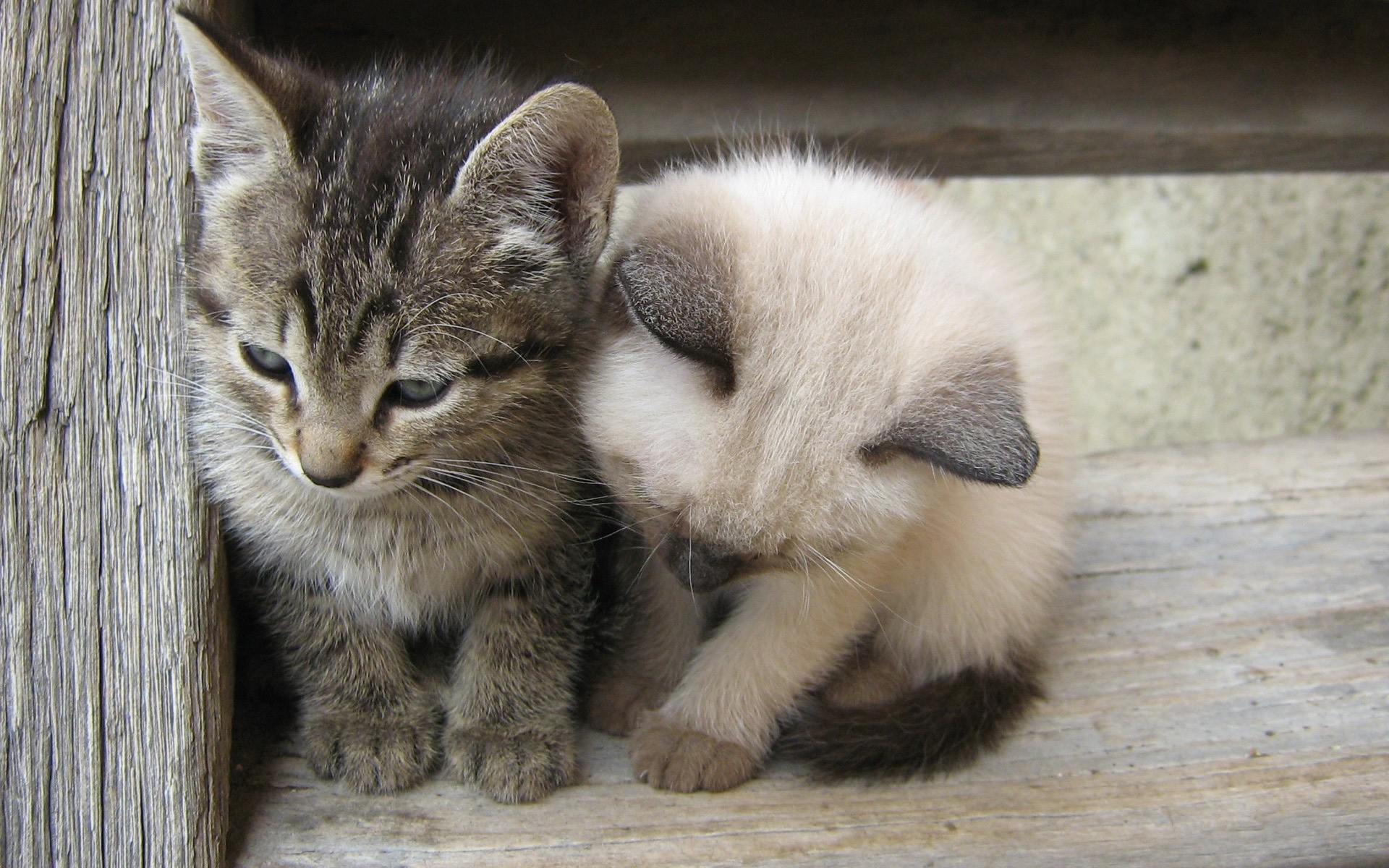 gatos mamífero fofa gato animal pele animal de estimação gatinho pouco visualização retrato olho jovem criança doméstico adorável engraçado animais fundo