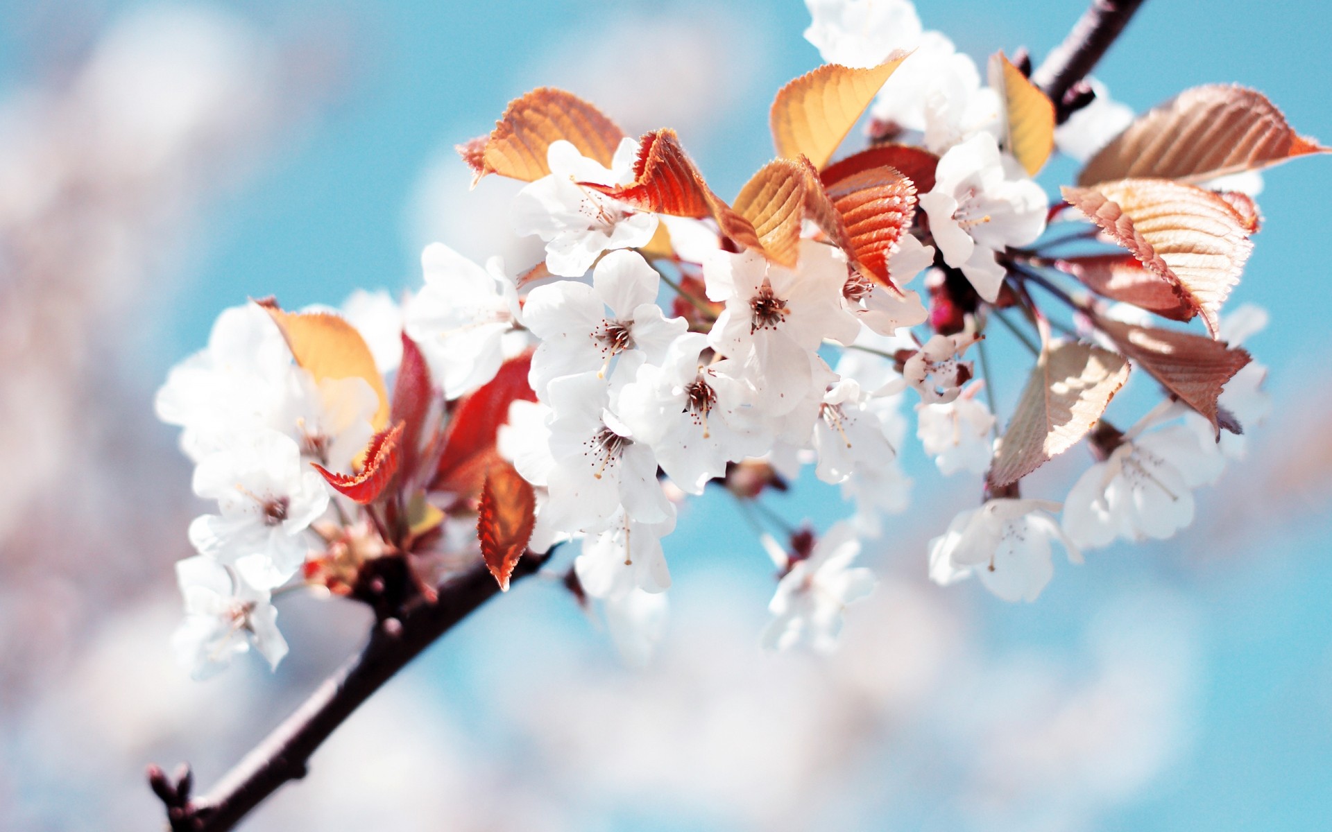 primavera naturaleza flor cereza rama árbol flora al aire libre hoja verano buen tiempo desenfoque temporada crecimiento jardín brillante amigo delicado manzana sol