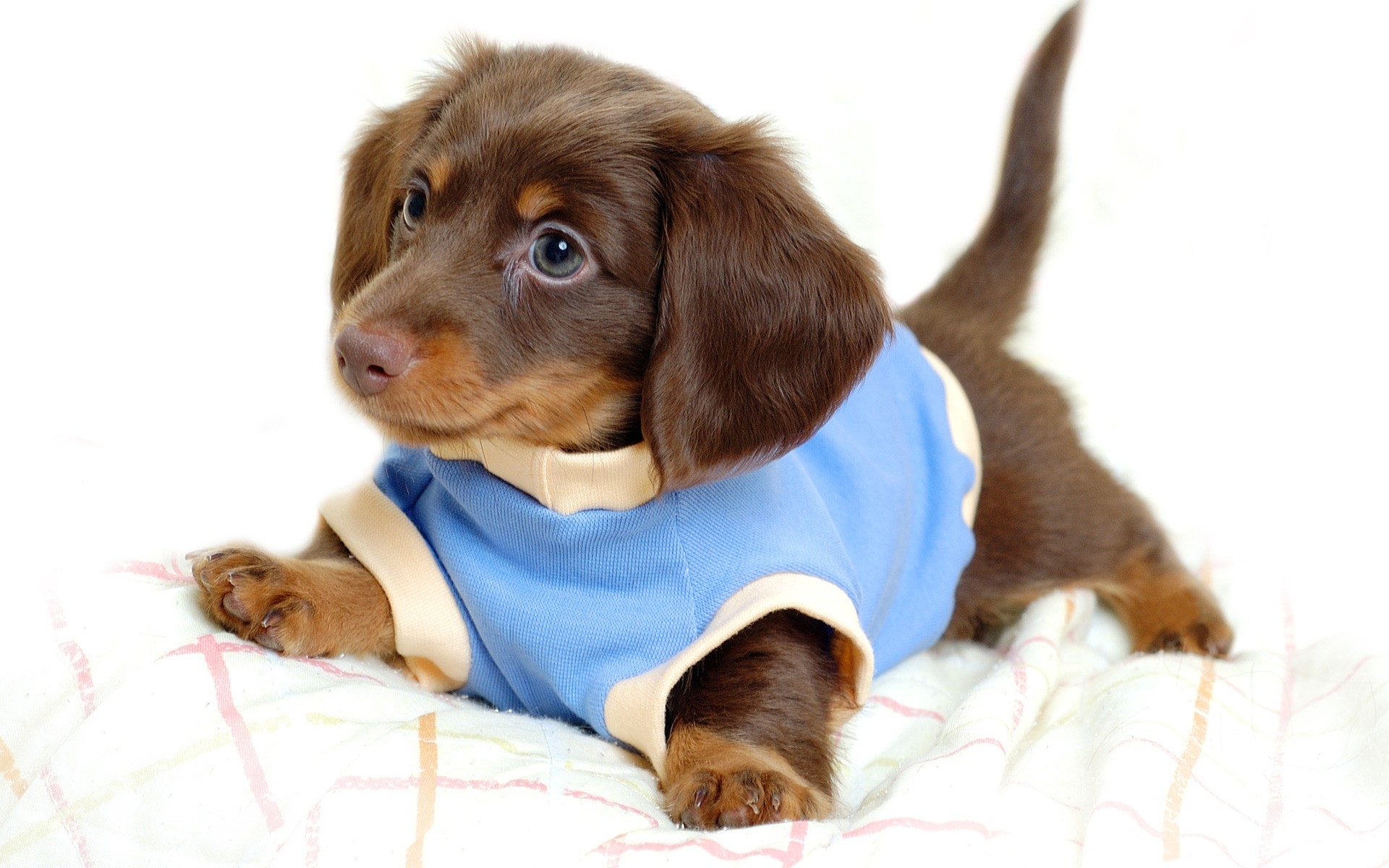 dogs cute dog pet little mammal canine puppy animal adorable looking funny sit puppies