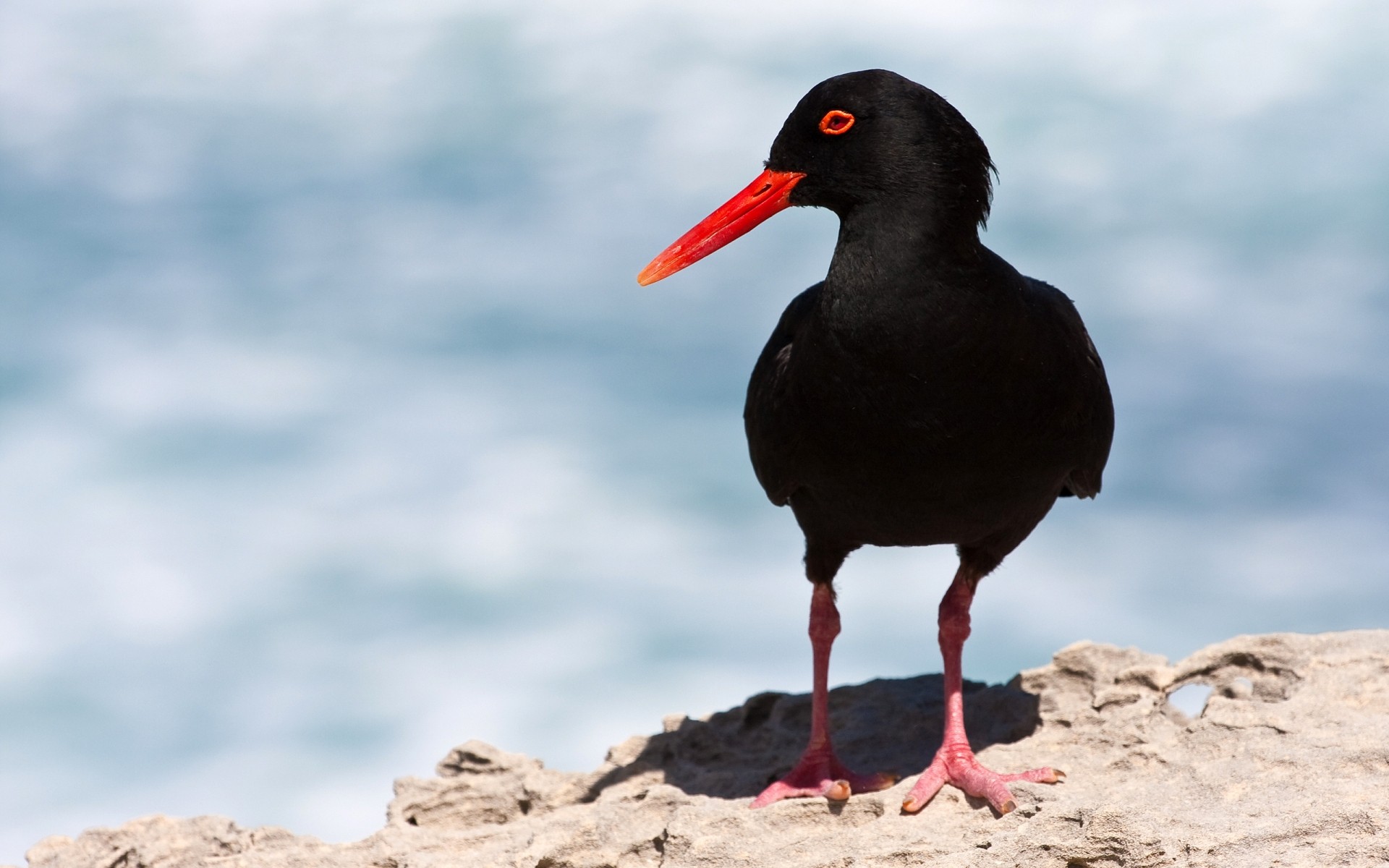 aves aves vida silvestre animal al aire libre naturaleza