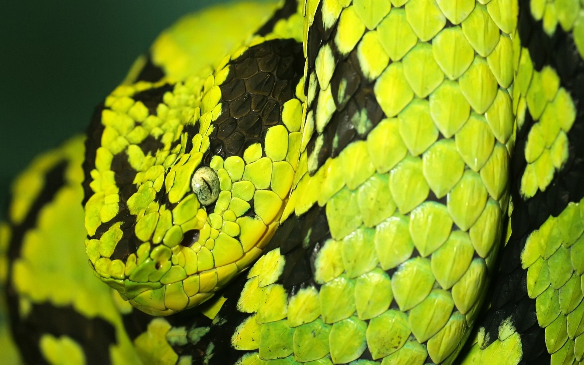 reptiles and frogs snake nature reptile python viper leaf wildlife poison tree biology pattern desktop venom exotic color animal feather boa flora garden
