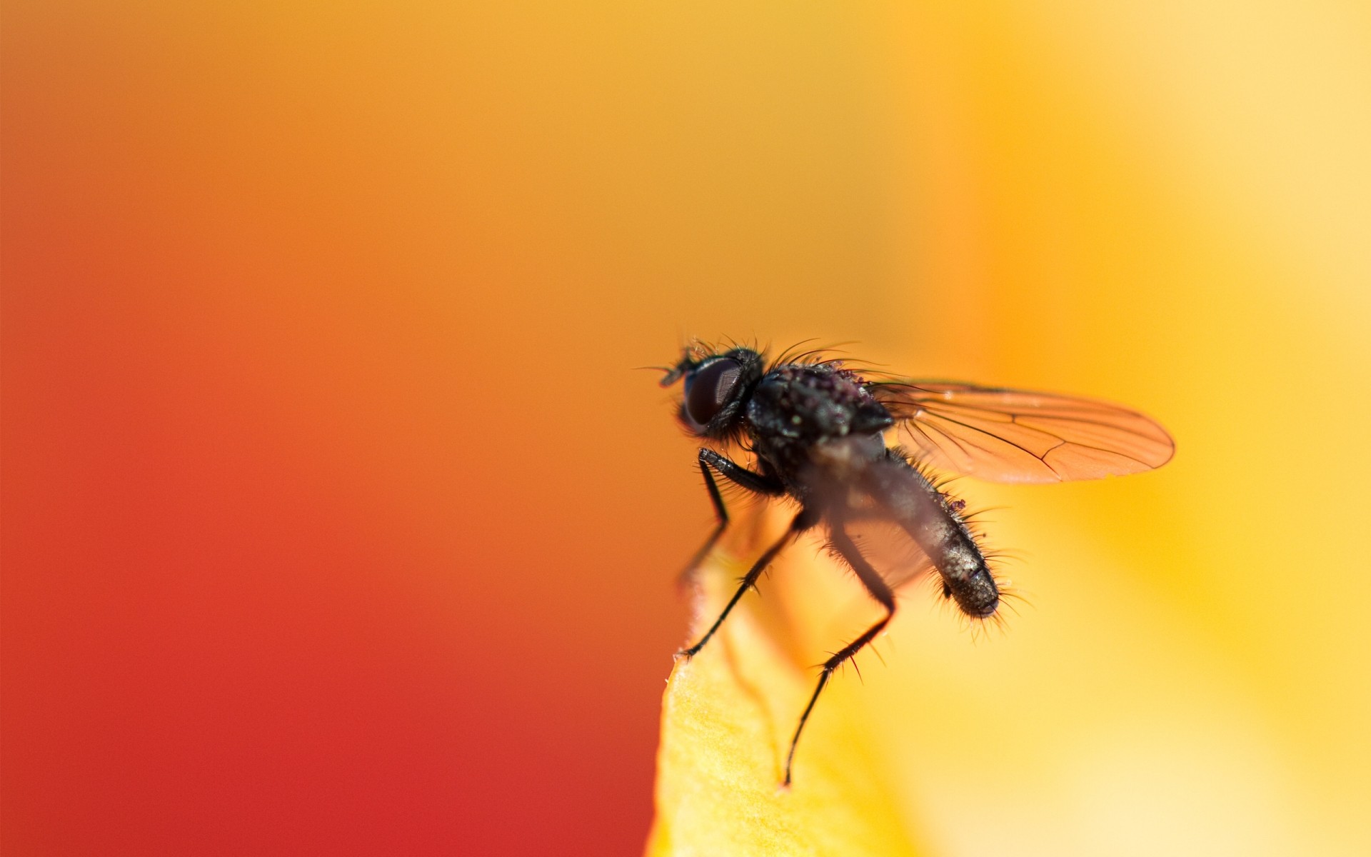 insekten insekt natur fliegen im freien tierwelt makro