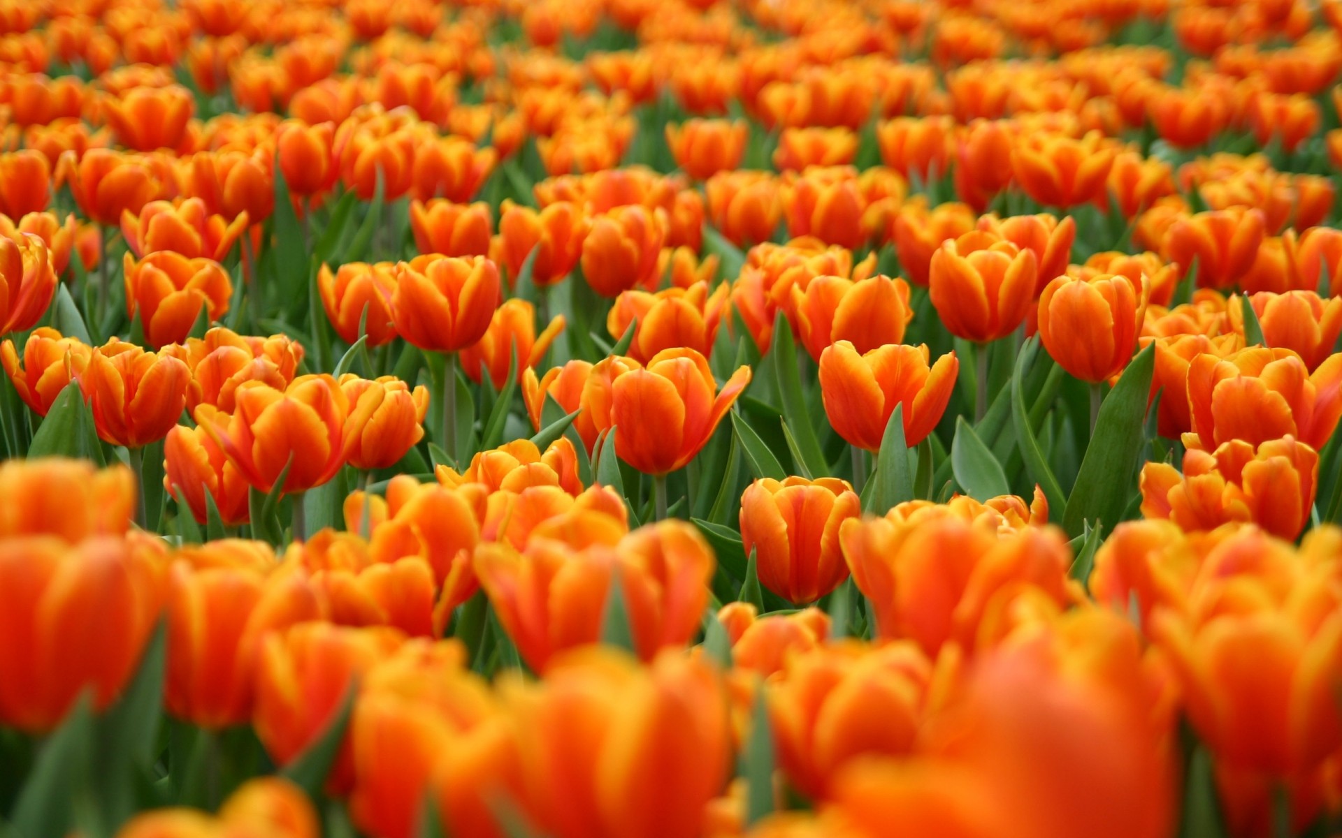 çiçekler lale doğa bahçe parlak yaprak flora çiçek sezon renk çiçek güzel hava yaz alan açık havada taçyaprağı büyüme çiçeklenme lale tarlası manzara