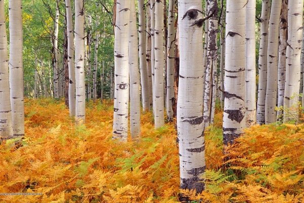 Bosque de árboles perfectos de fondo