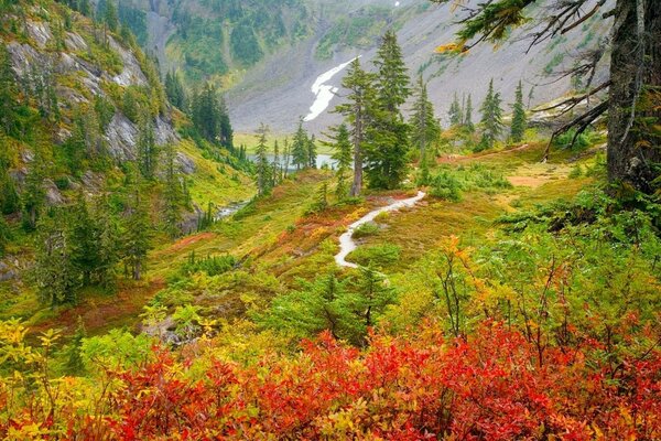 Otoño en el bosque. Los caminos conducen al estanque