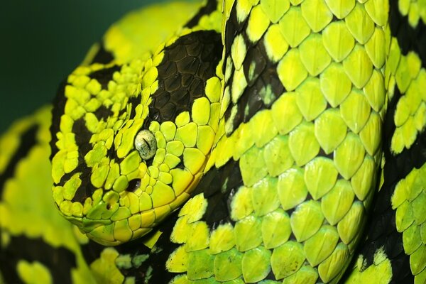 Enorme pitone verde che guarda dritto