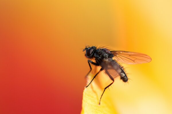 Uma mosca senta-se na borda de uma flor amarela