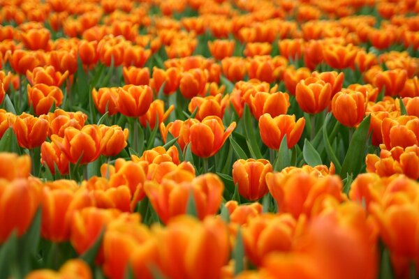 Ein Feld von orangefarbenen Tulpen in saftigem Grün