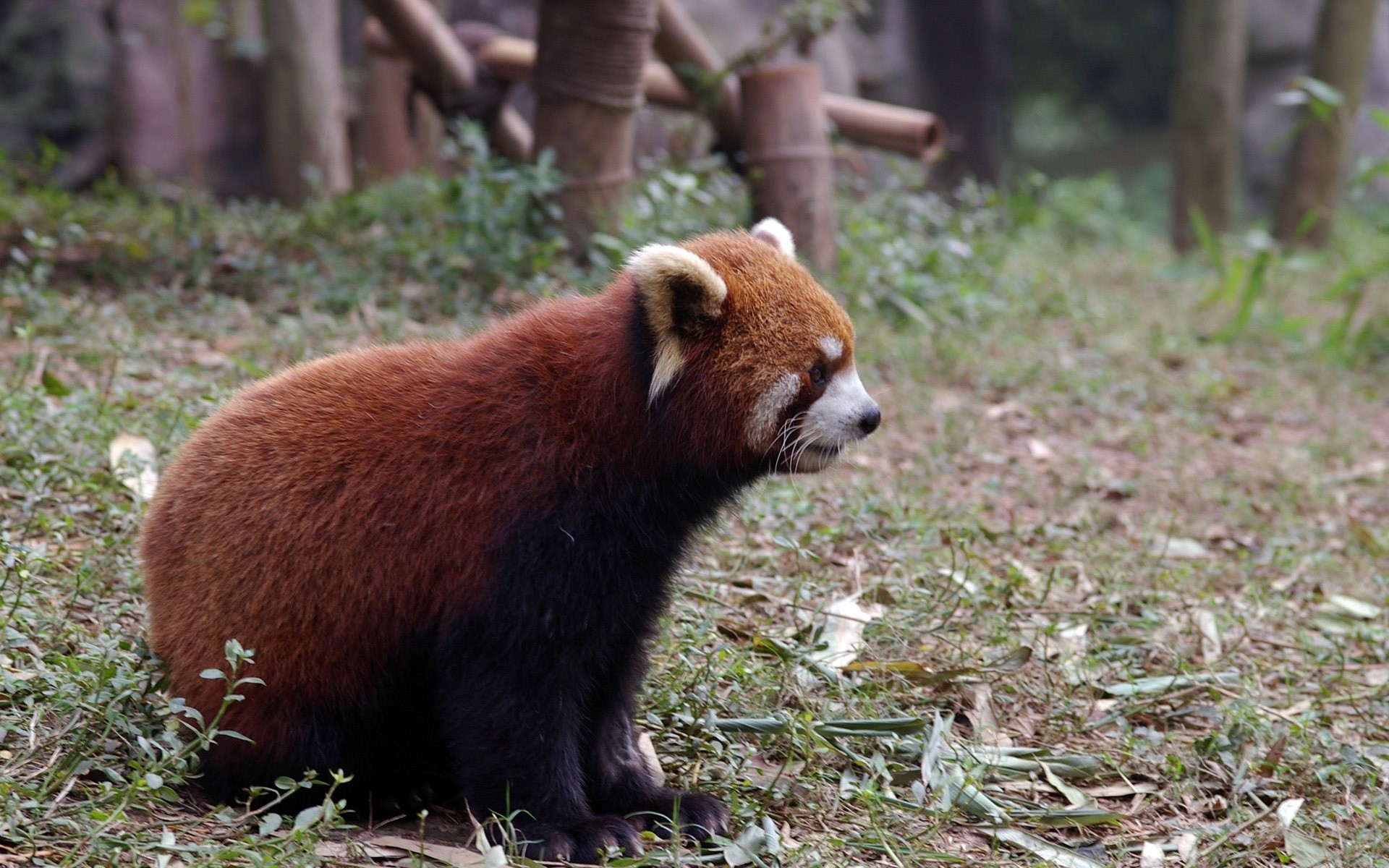 animals mammal wildlife animal zoo nature outdoors fur cute wood wild grass panda red panda