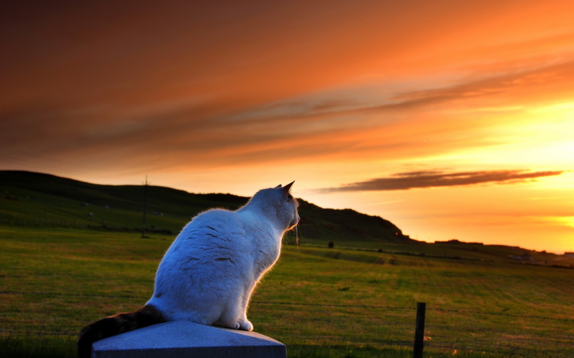 cats sunset outdoors dawn sun sky grass nature landscape scenery animals orange