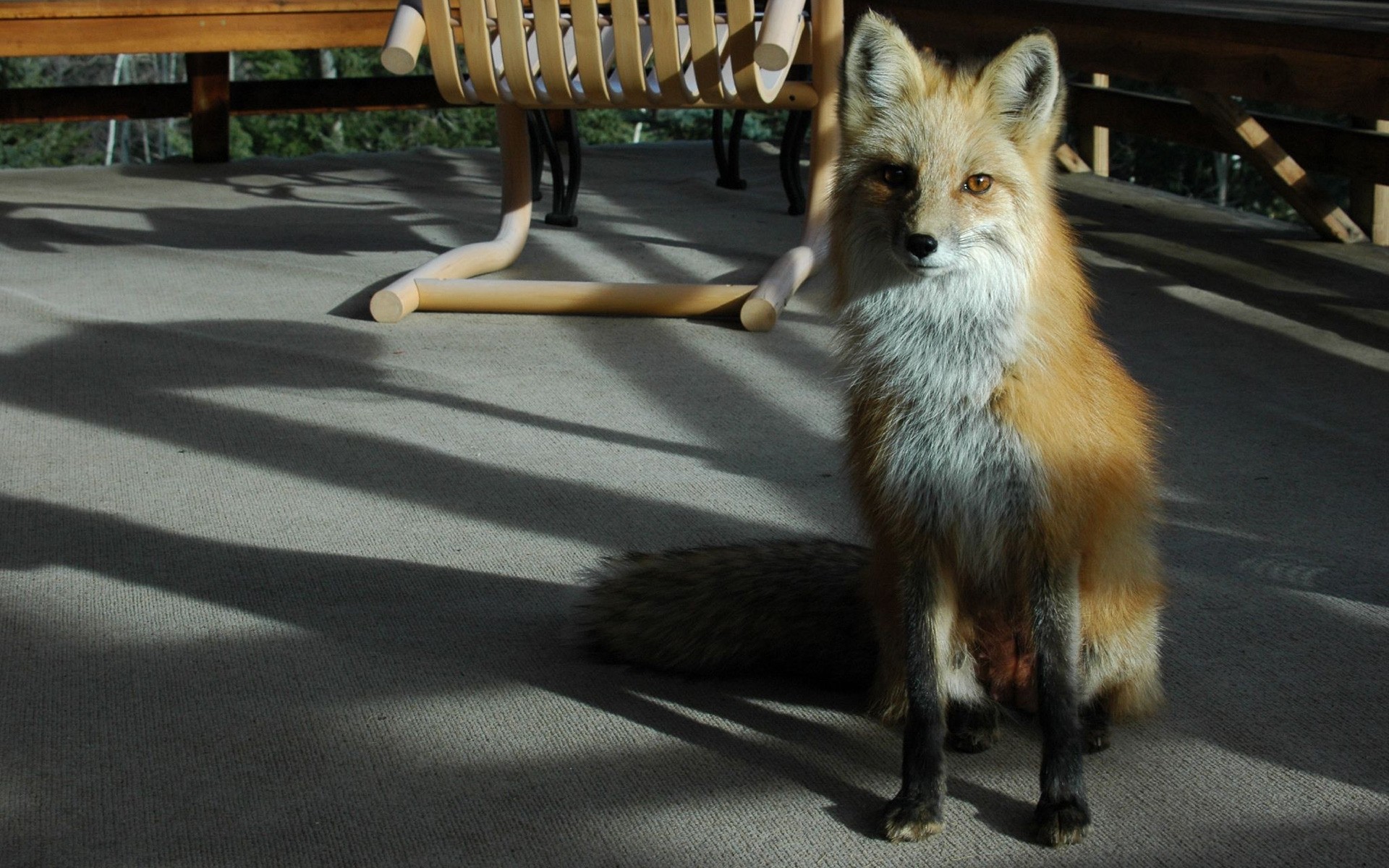animals mammal fox dog canine street portrait outdoors wildlife cute blur animal