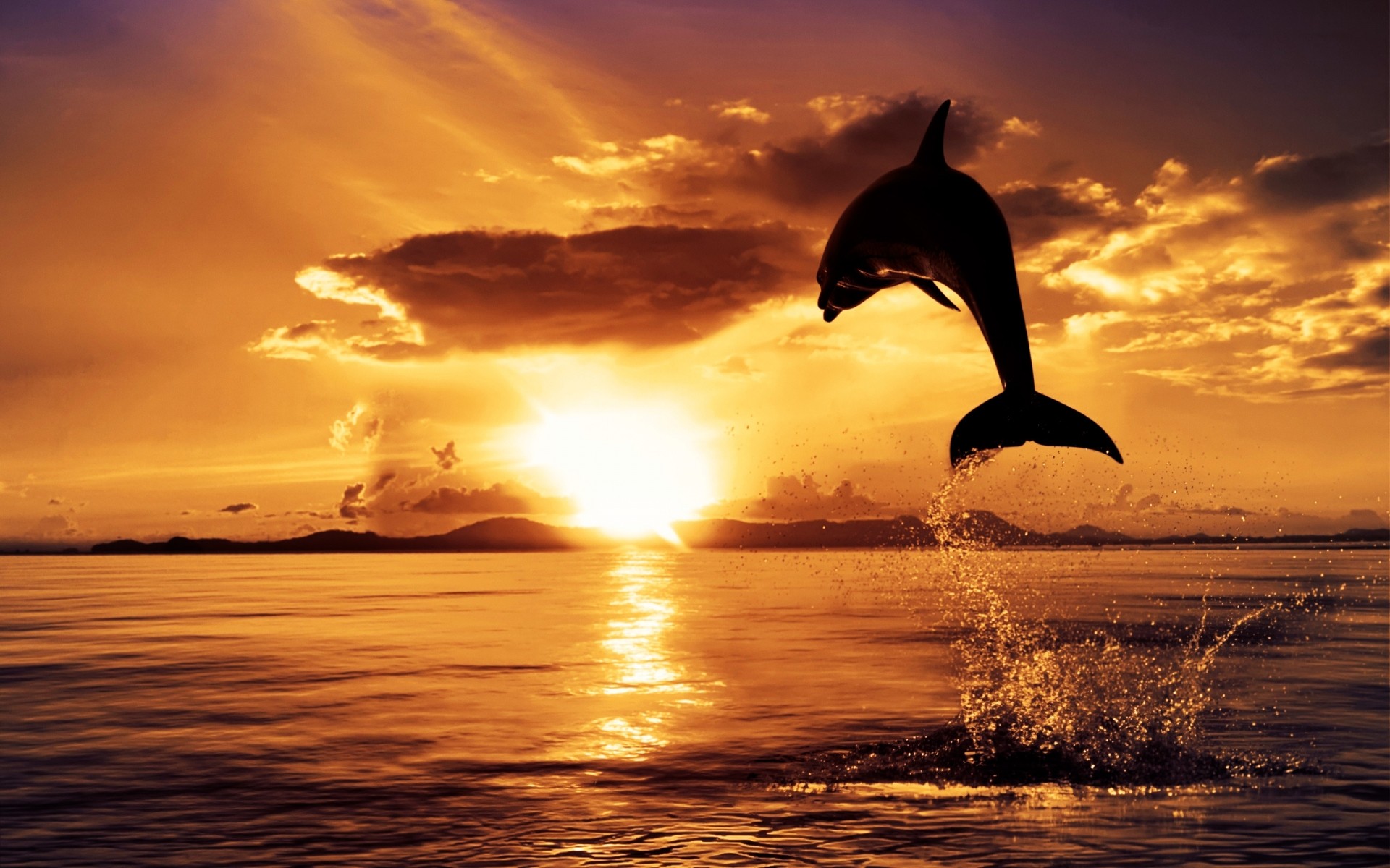 animals sunset dawn water sun ocean sea dusk evening sky beach backlit dolphin